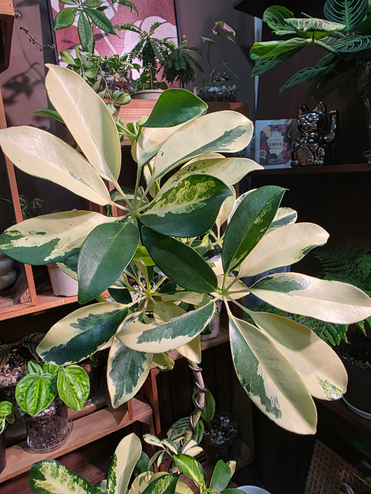 Schefflera odorata variegata