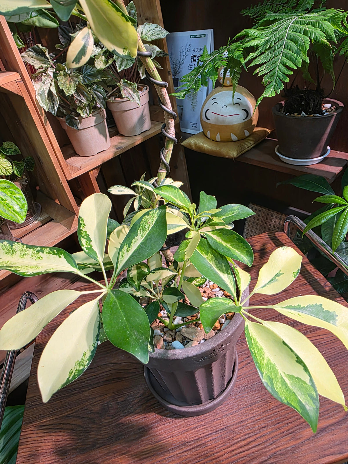 Schefflera odorata variegata