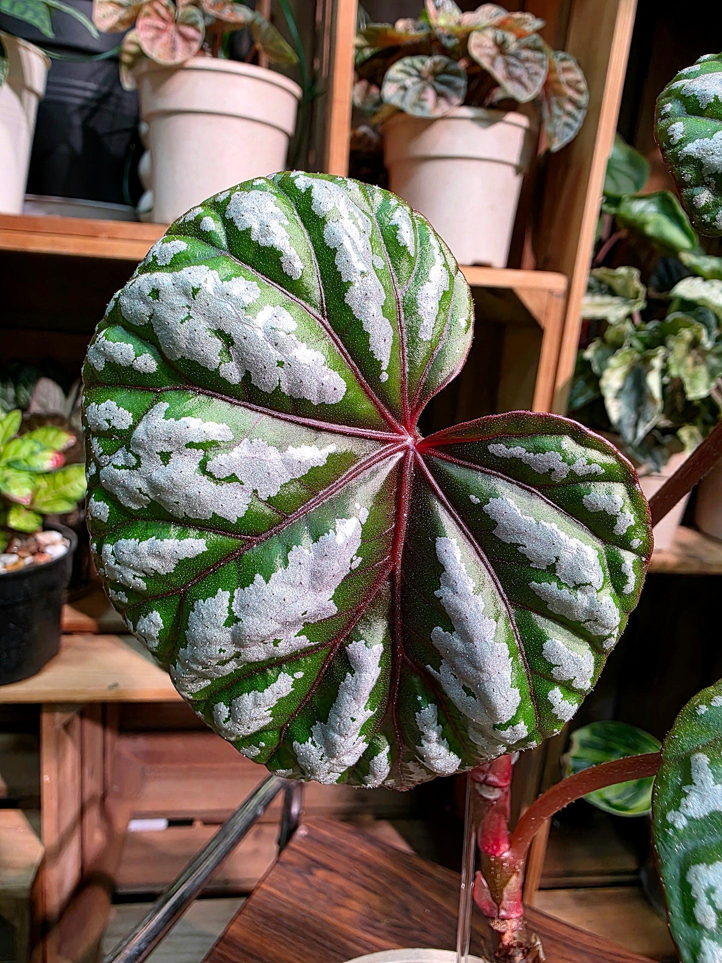 Dancing Begonia