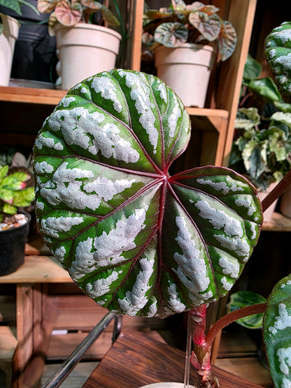 Dancing Begonia
