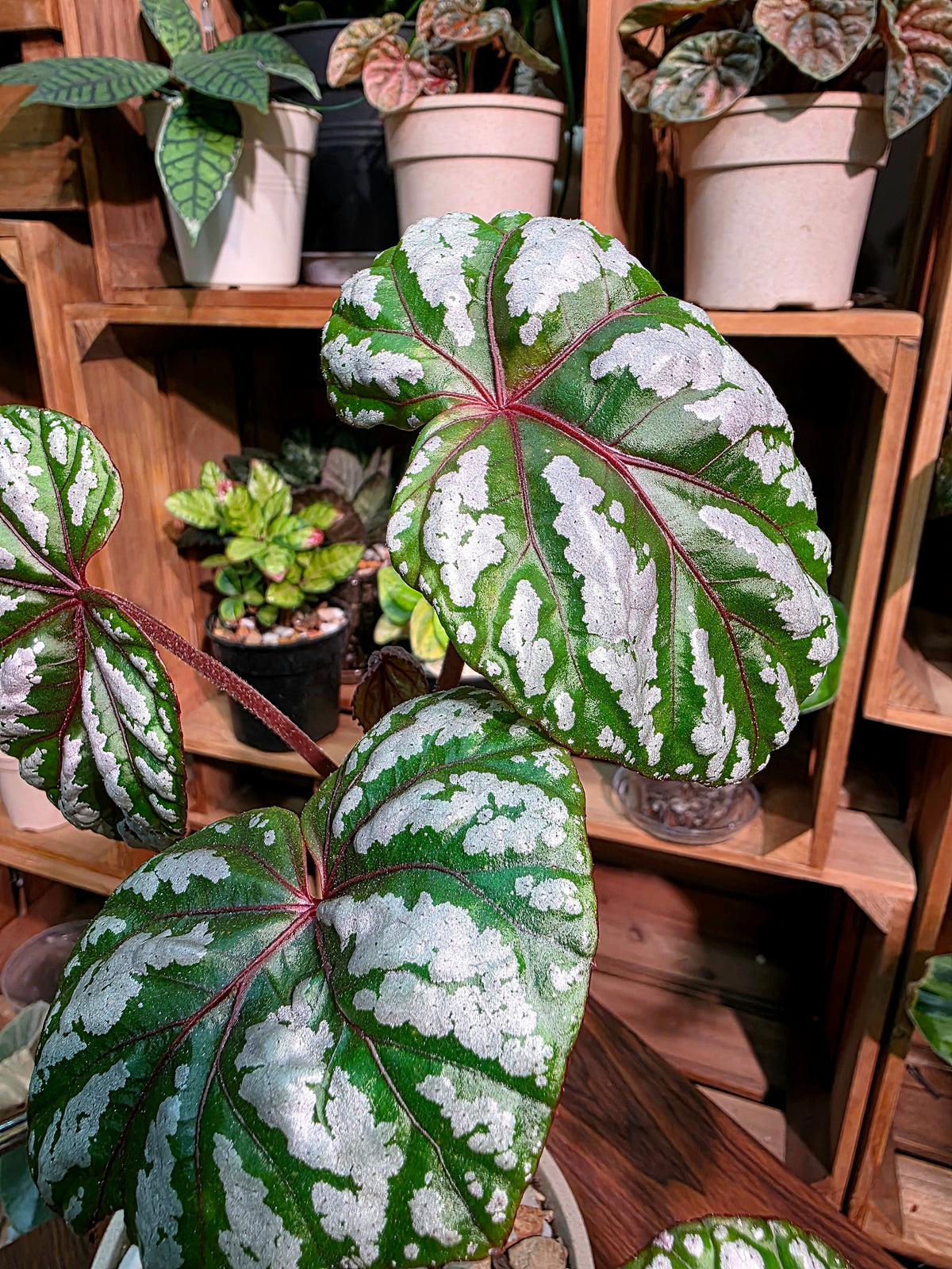 Dancing Begonia