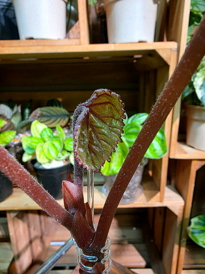 Dancing Begonia