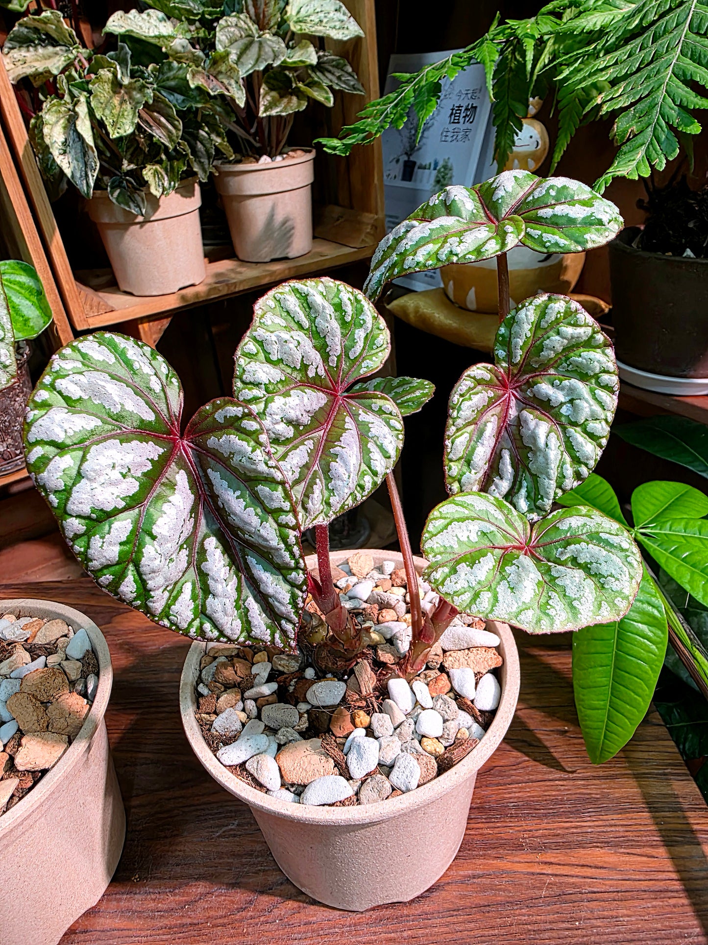 Dancing Begonia