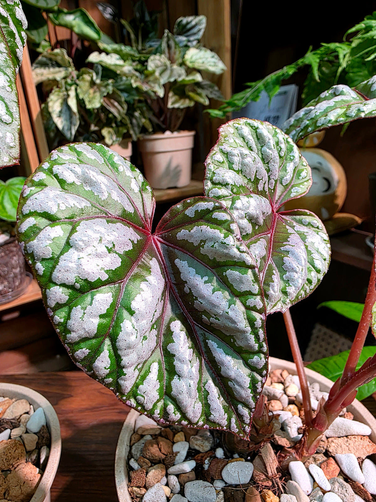 Dancing Begonia