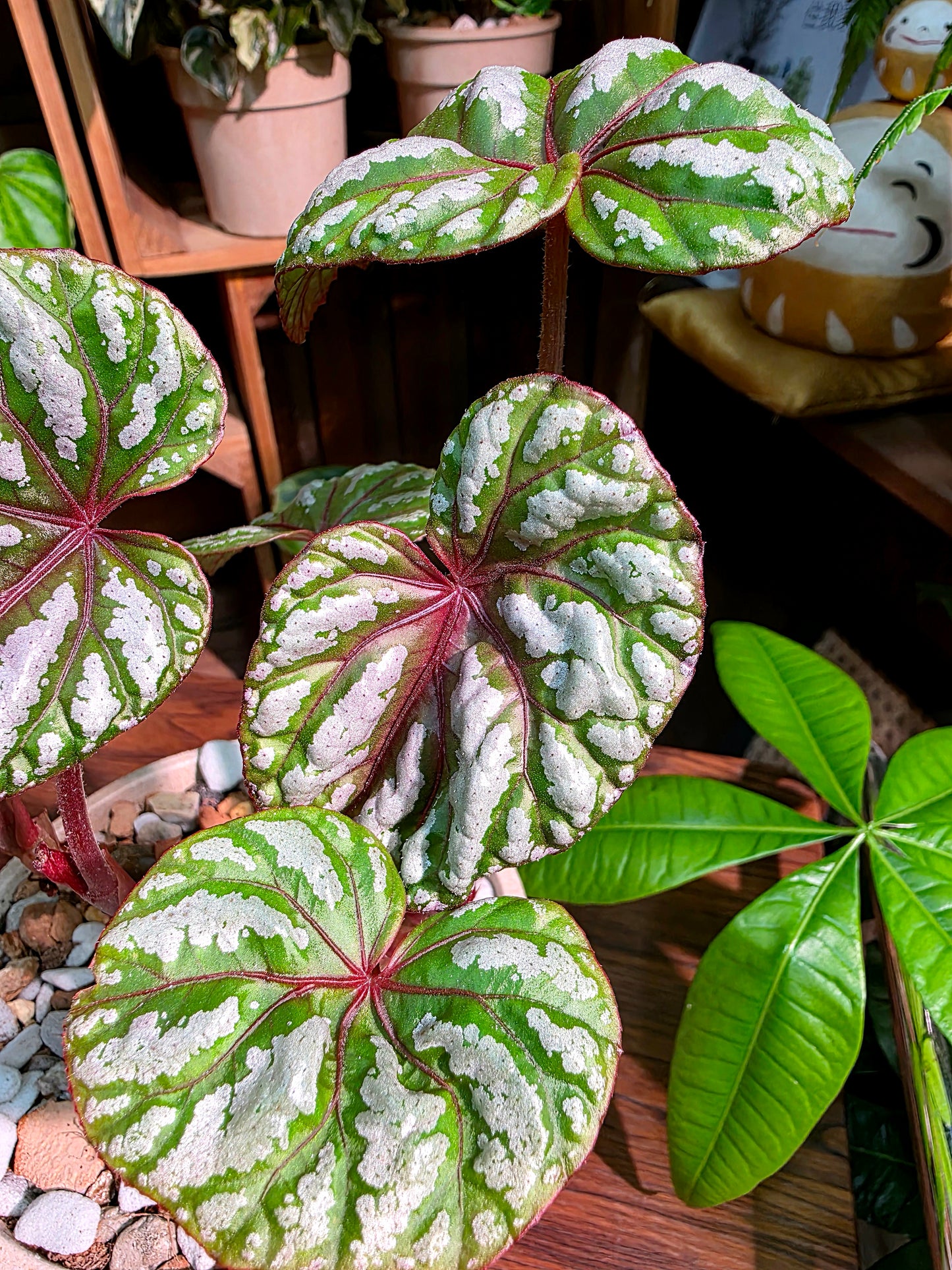 Dancing Begonia