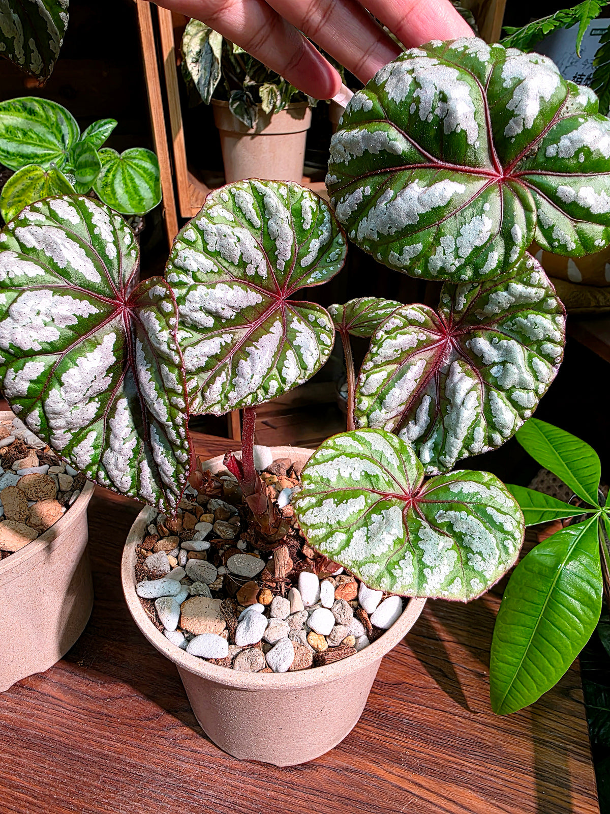 Dancing Begonia