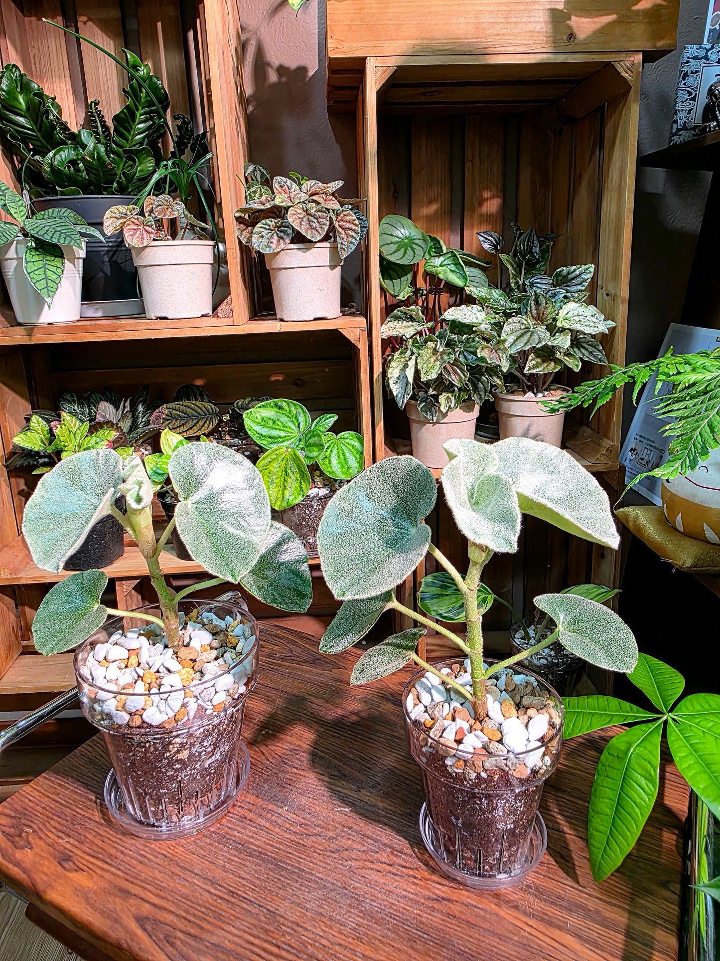 Begonia venosa 維諾沙秋海棠