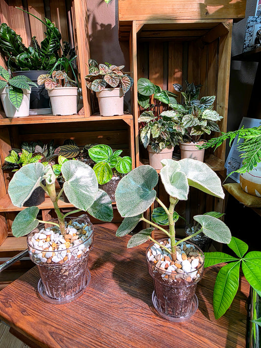 Begonia venosa 維諾沙秋海棠