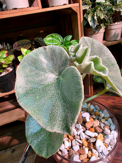 Begonia venosa 維諾沙秋海棠