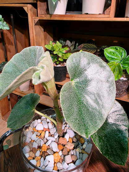 Begonia venosa 維諾沙秋海棠
