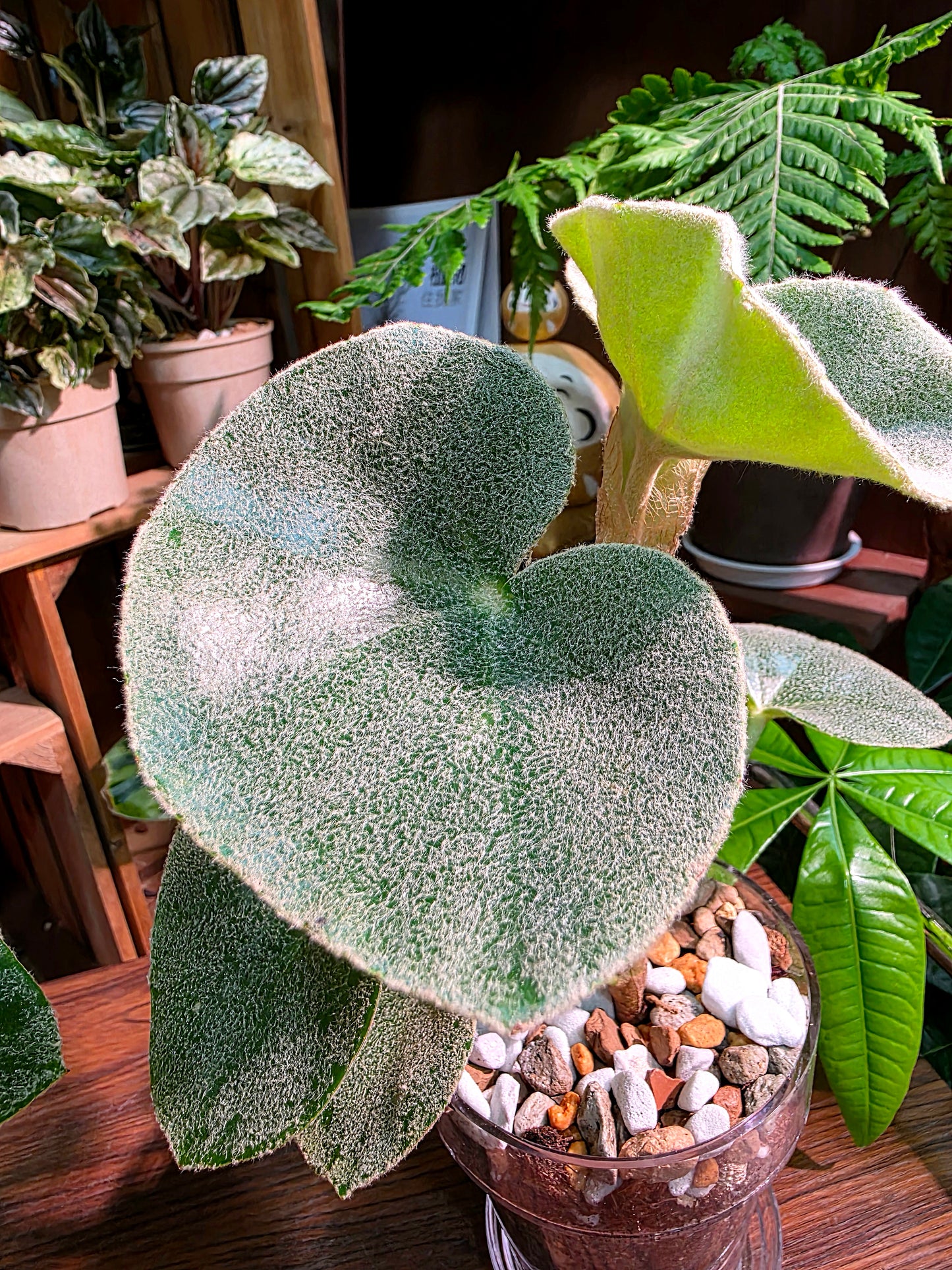 Begonia venosa 維諾沙秋海棠
