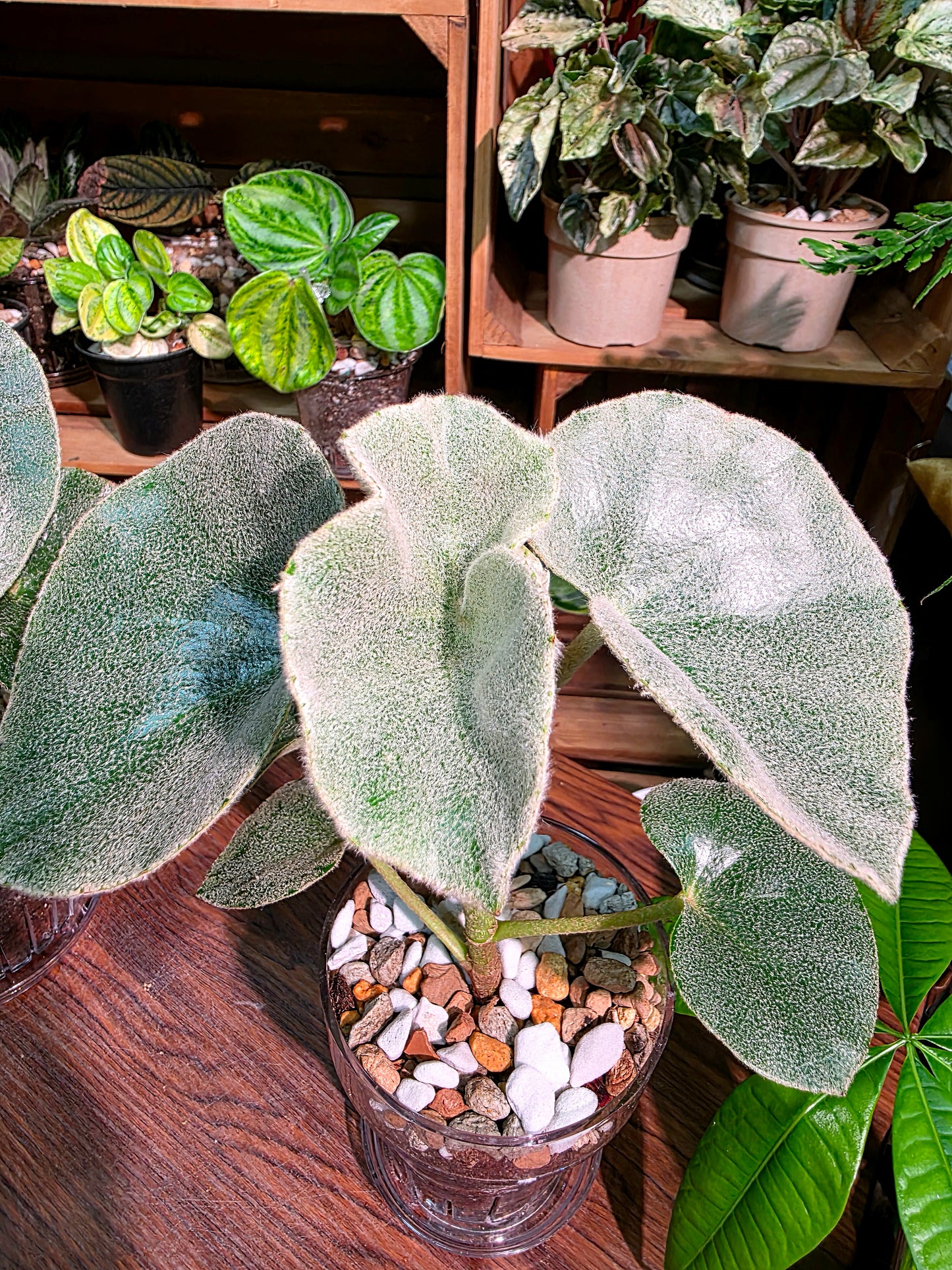 Begonia venosa 維諾沙秋海棠