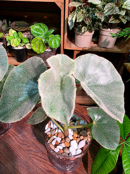Begonia venosa 維諾沙秋海棠