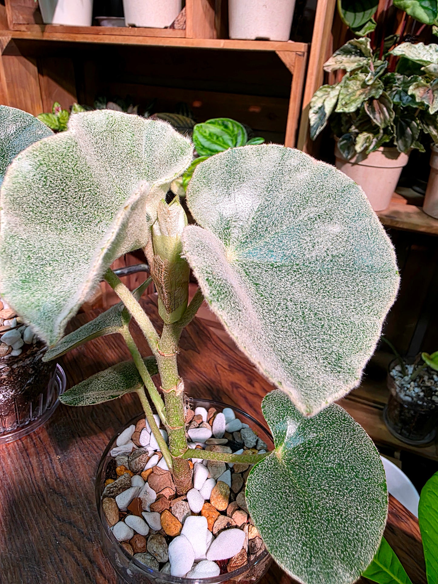 Begonia venosa 維諾沙秋海棠