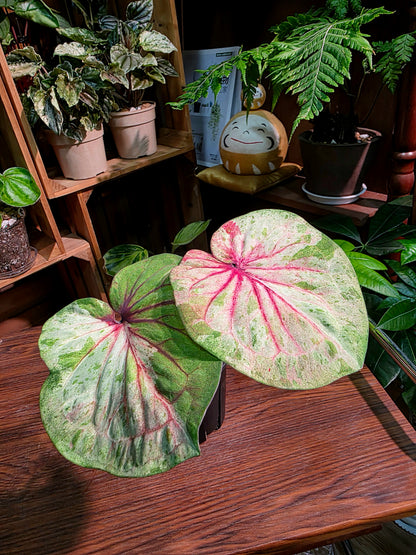 Caladium Thailand 泰國彩葉芋 - 薄荷糖