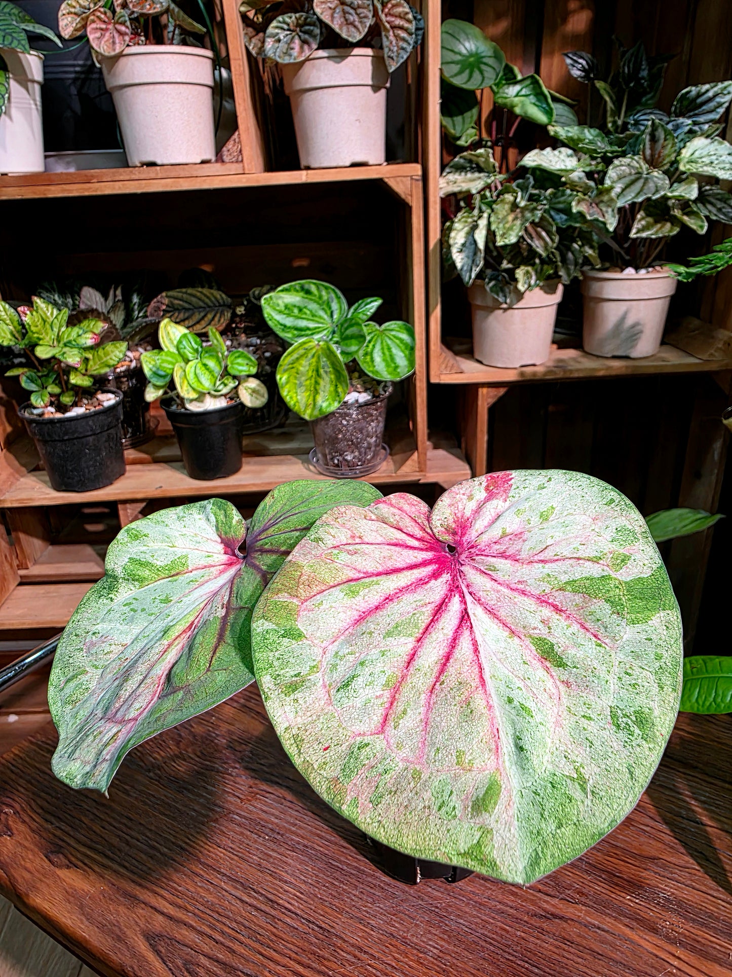 Caladium Thailand 泰國彩葉芋 - 薄荷糖