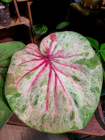 Caladium Thailand 泰國彩葉芋 - 薄荷糖