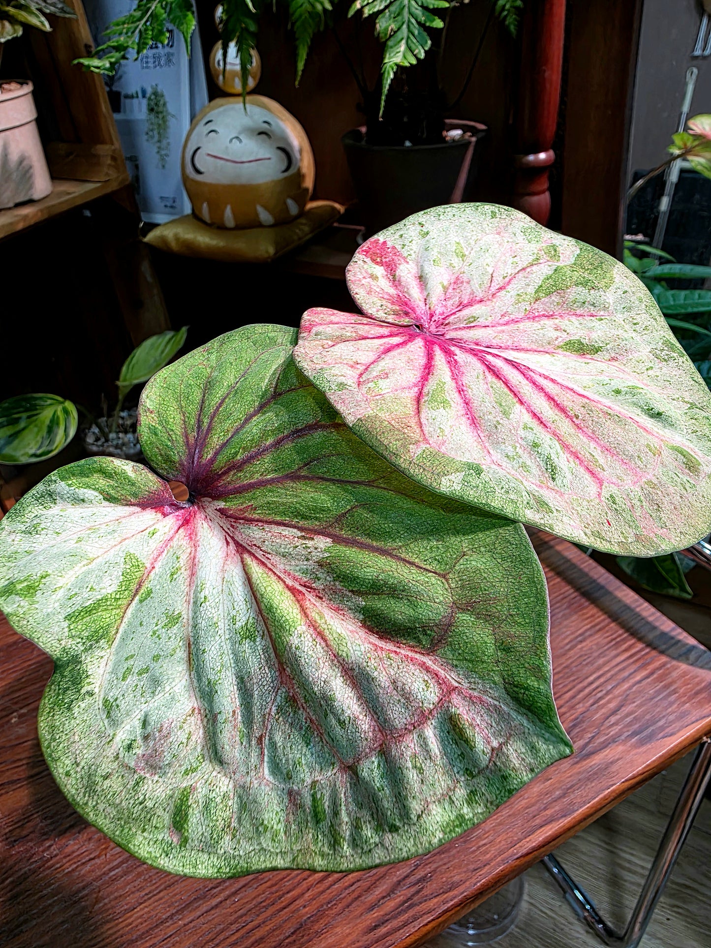 Caladium Thailand 泰國彩葉芋 - 薄荷糖