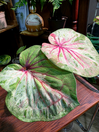 Caladium Thailand 泰國彩葉芋 - 薄荷糖