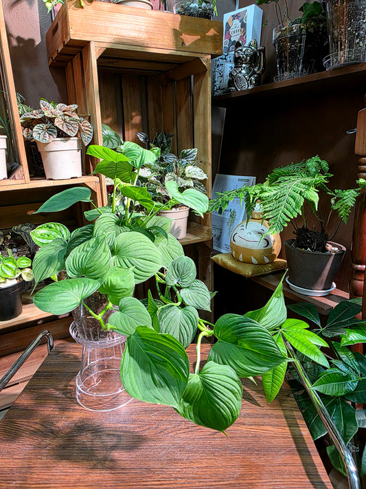 Philodendron fibraecataphyllum 秘魯蔓綠絨
