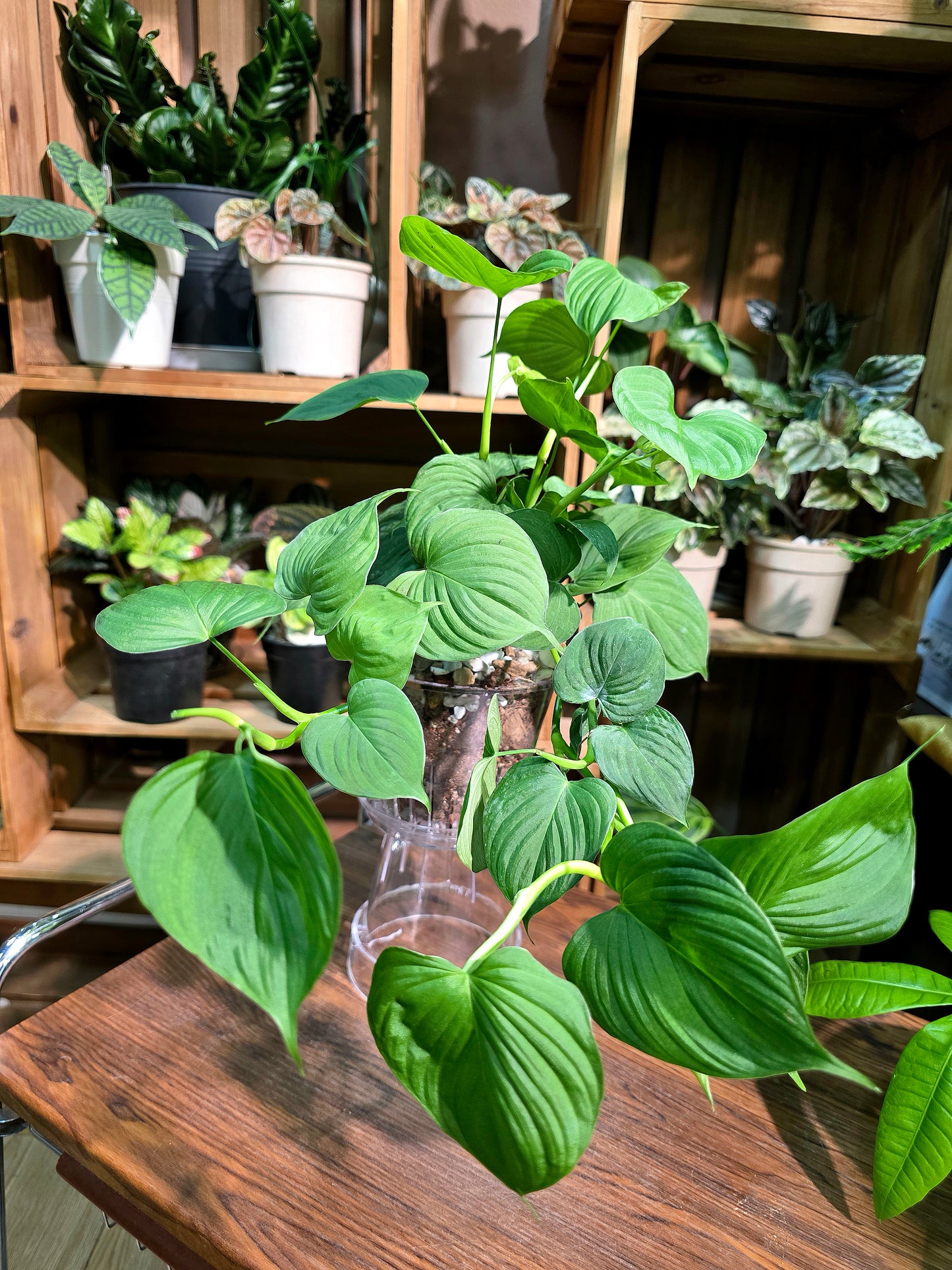 Philodendron fibraecataphyllum 秘魯蔓綠絨