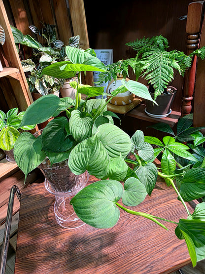 Philodendron fibraecataphyllum 秘魯蔓綠絨