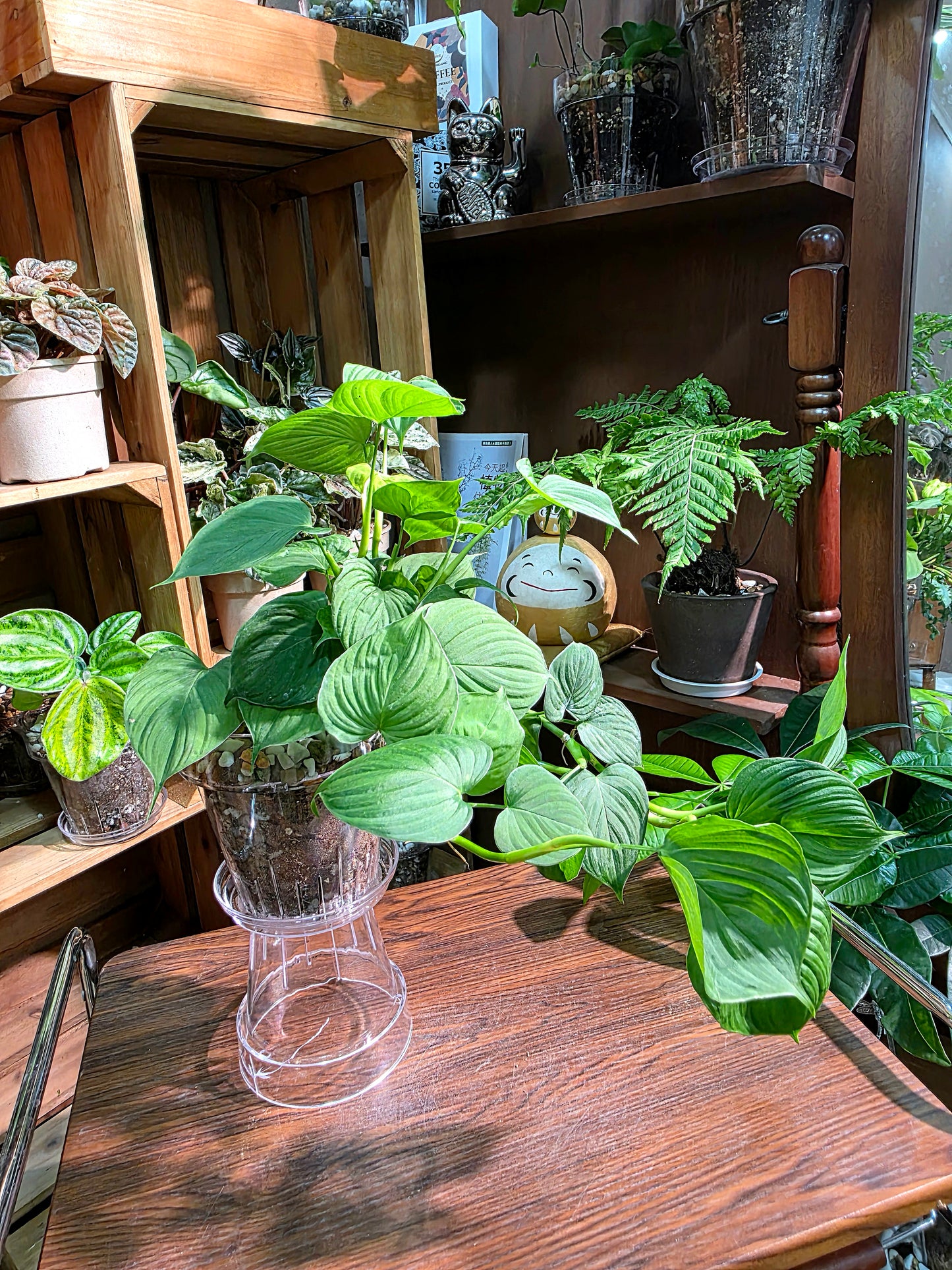 Philodendron fibraecataphyllum 秘魯蔓綠絨