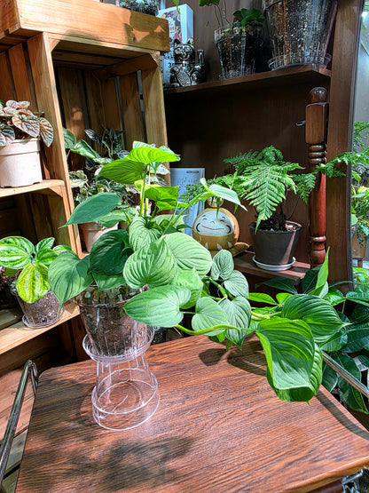 Philodendron fibraecataphyllum 秘魯蔓綠絨