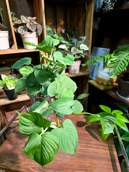 Philodendron fibraecataphyllum 秘魯蔓綠絨