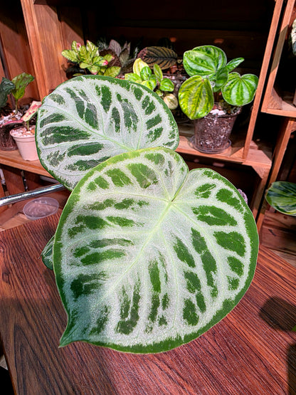 Anthurium dorayaki 銅鑼燒花燭