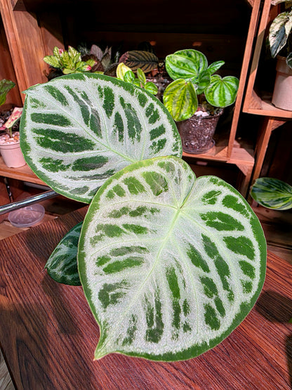 Anthurium dorayaki 銅鑼燒花燭