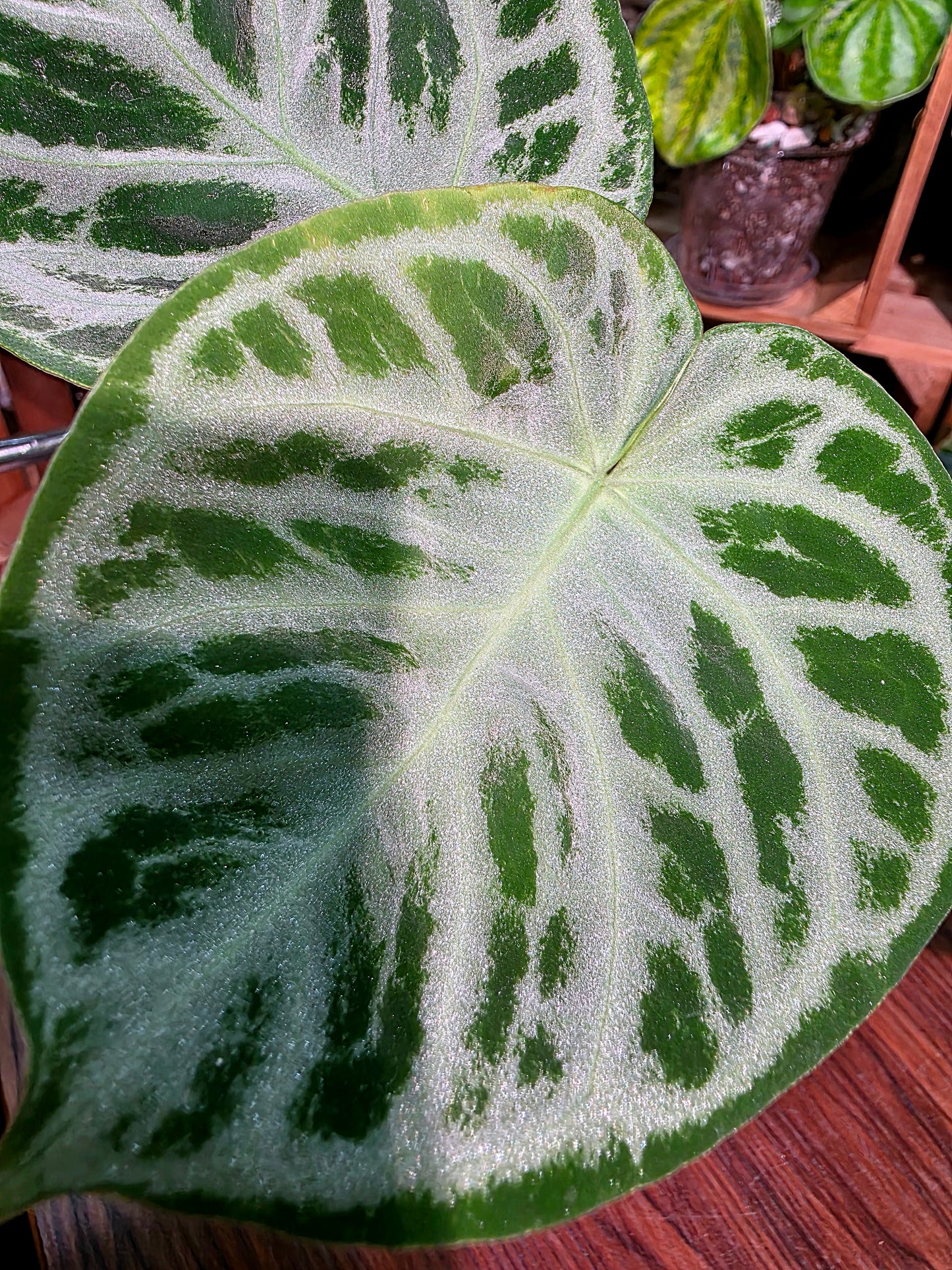 Anthurium dorayaki 銅鑼燒花燭