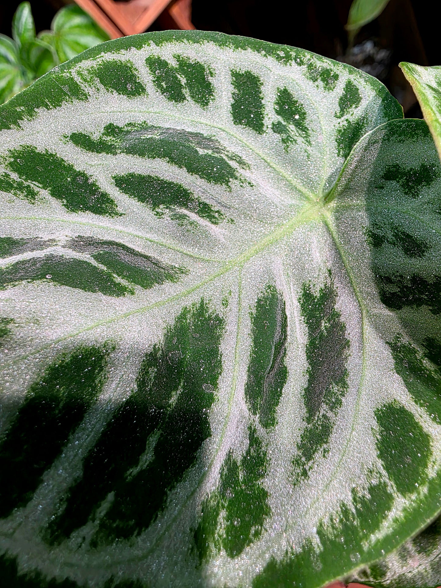 Anthurium dorayaki 銅鑼燒花燭
