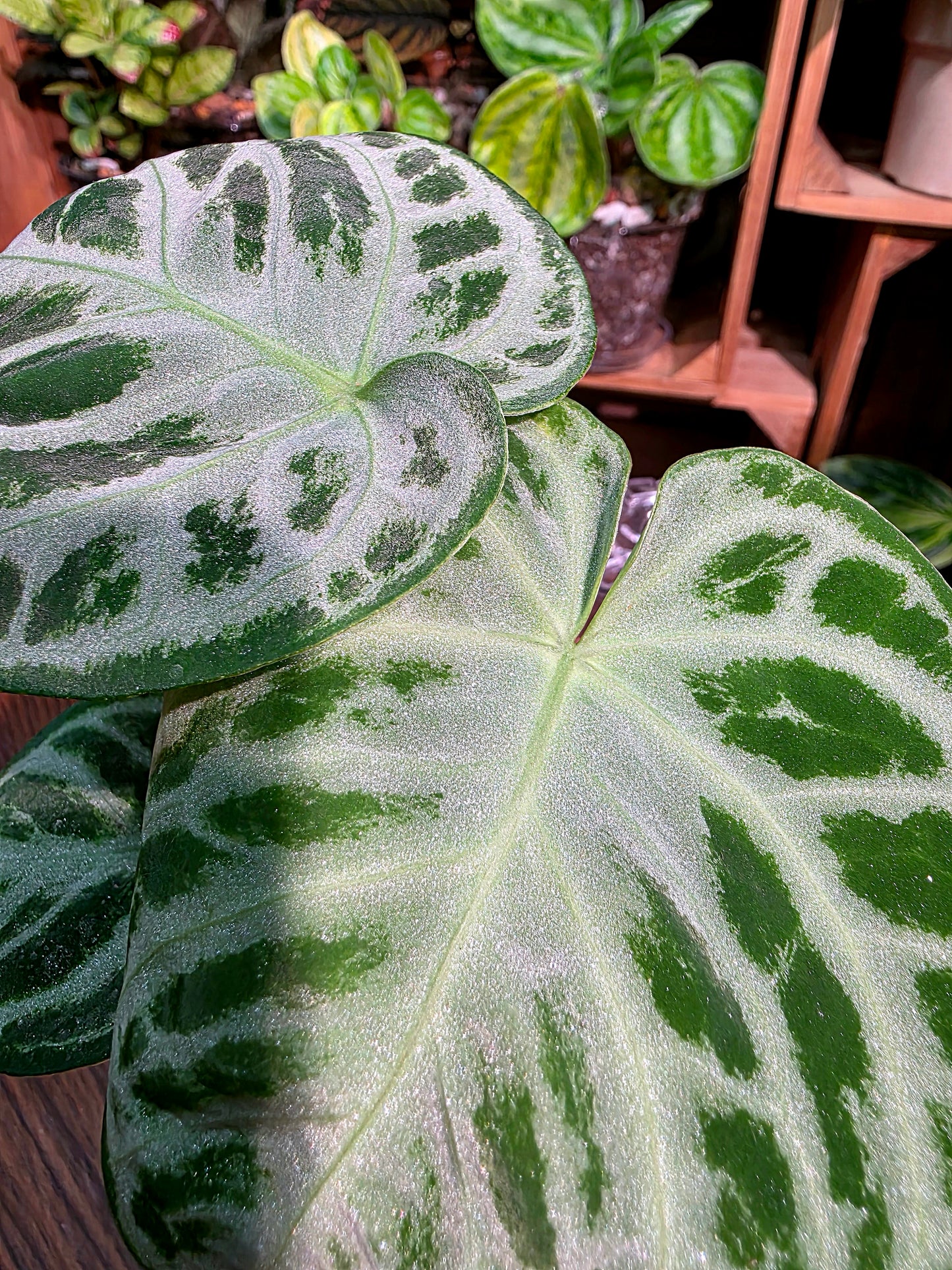 Anthurium dorayaki 銅鑼燒花燭