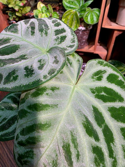 Anthurium dorayaki 銅鑼燒花燭