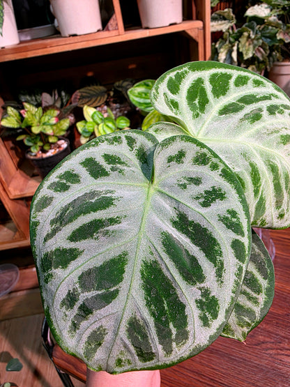 Anthurium dorayaki 銅鑼燒花燭