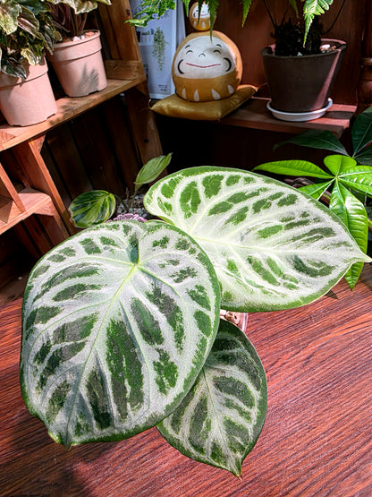 Anthurium dorayaki 銅鑼燒花燭