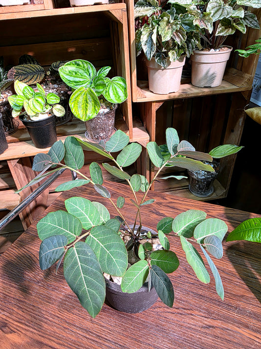 Phyllanthus mirabilis 奇異油柑