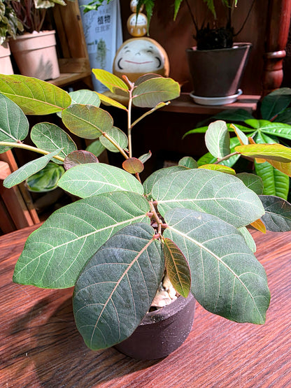 Phyllanthus mirabilis 奇異油柑