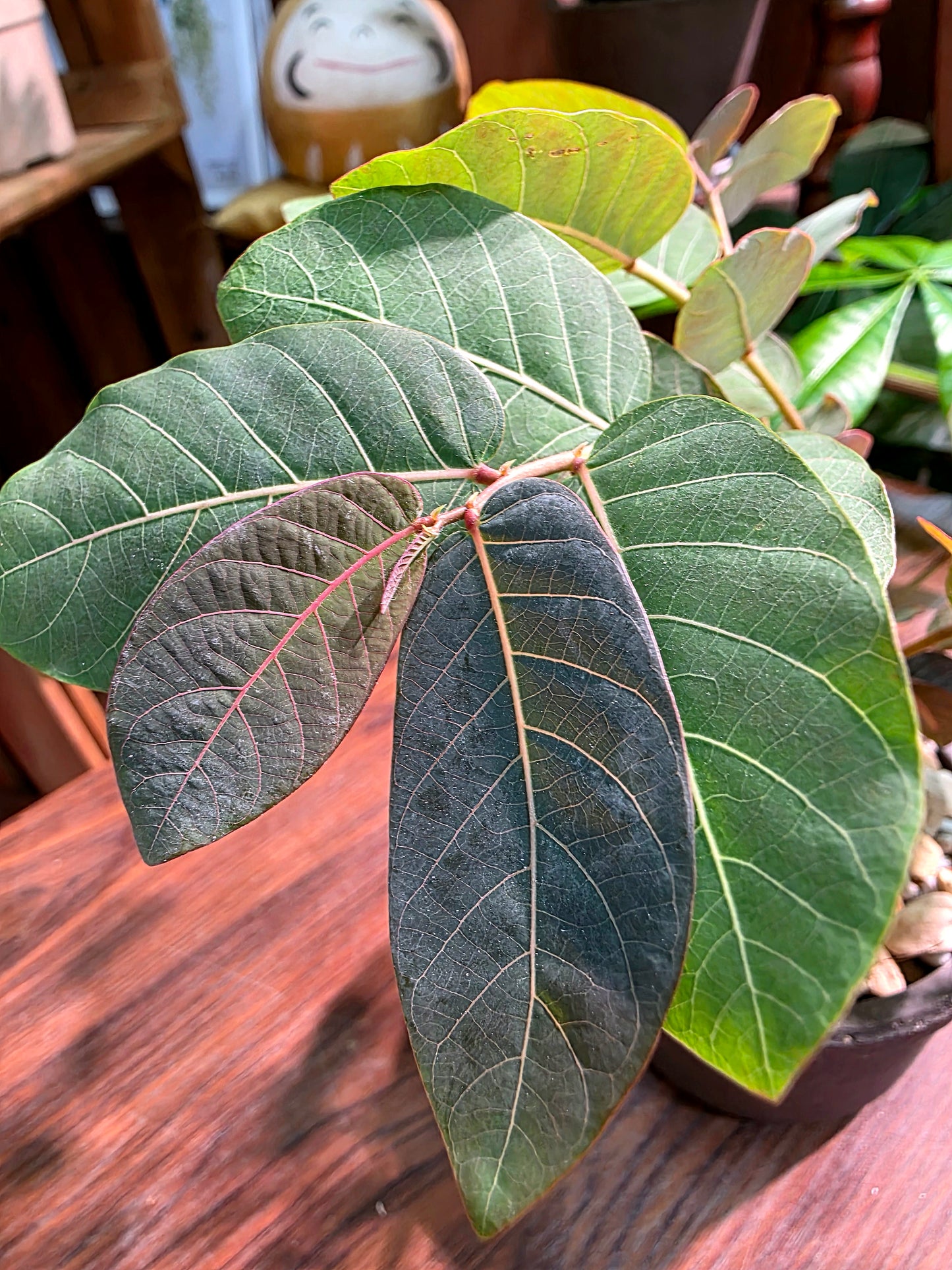 Phyllanthus mirabilis 奇異油柑