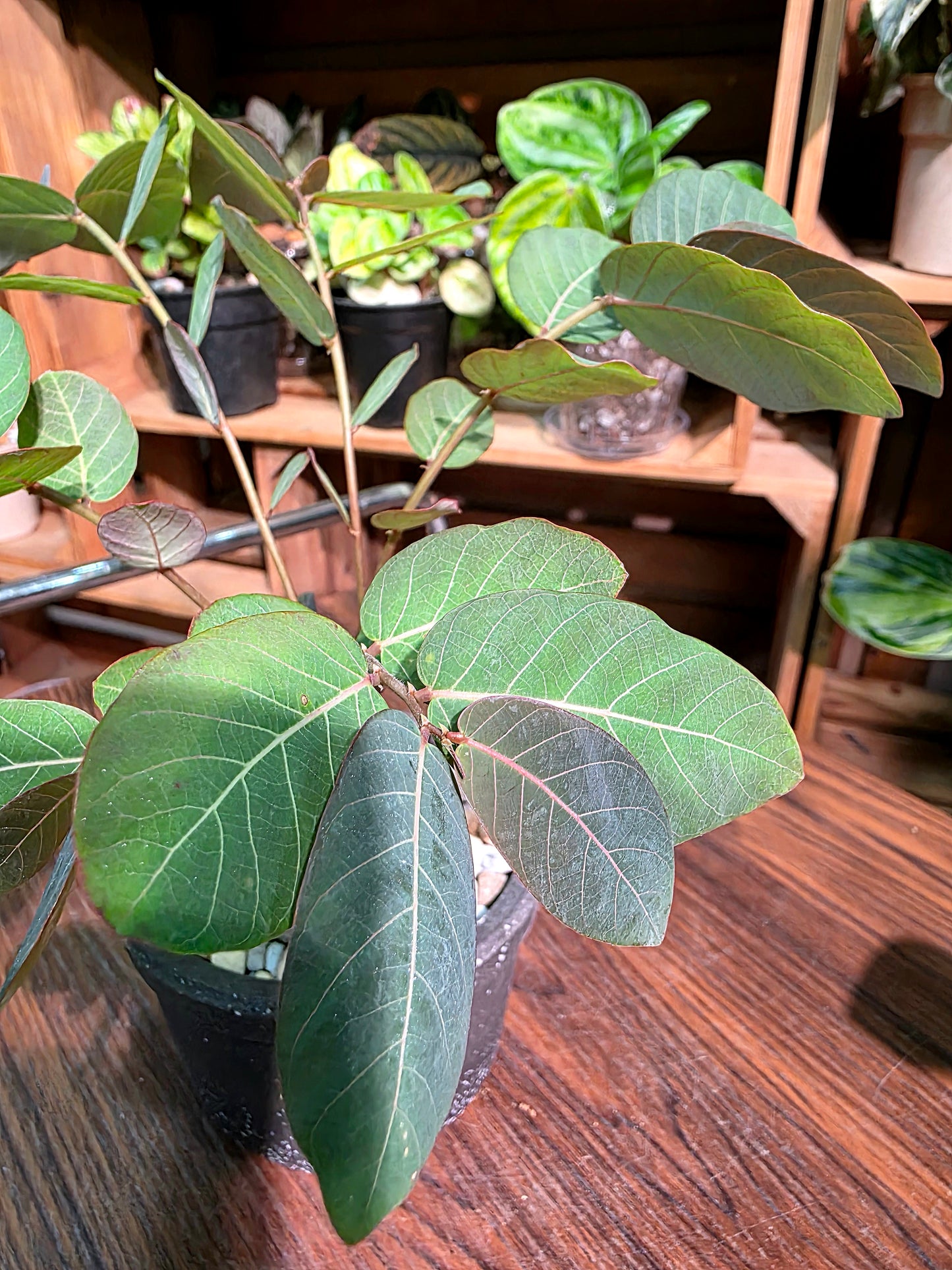 Phyllanthus mirabilis 奇異油柑