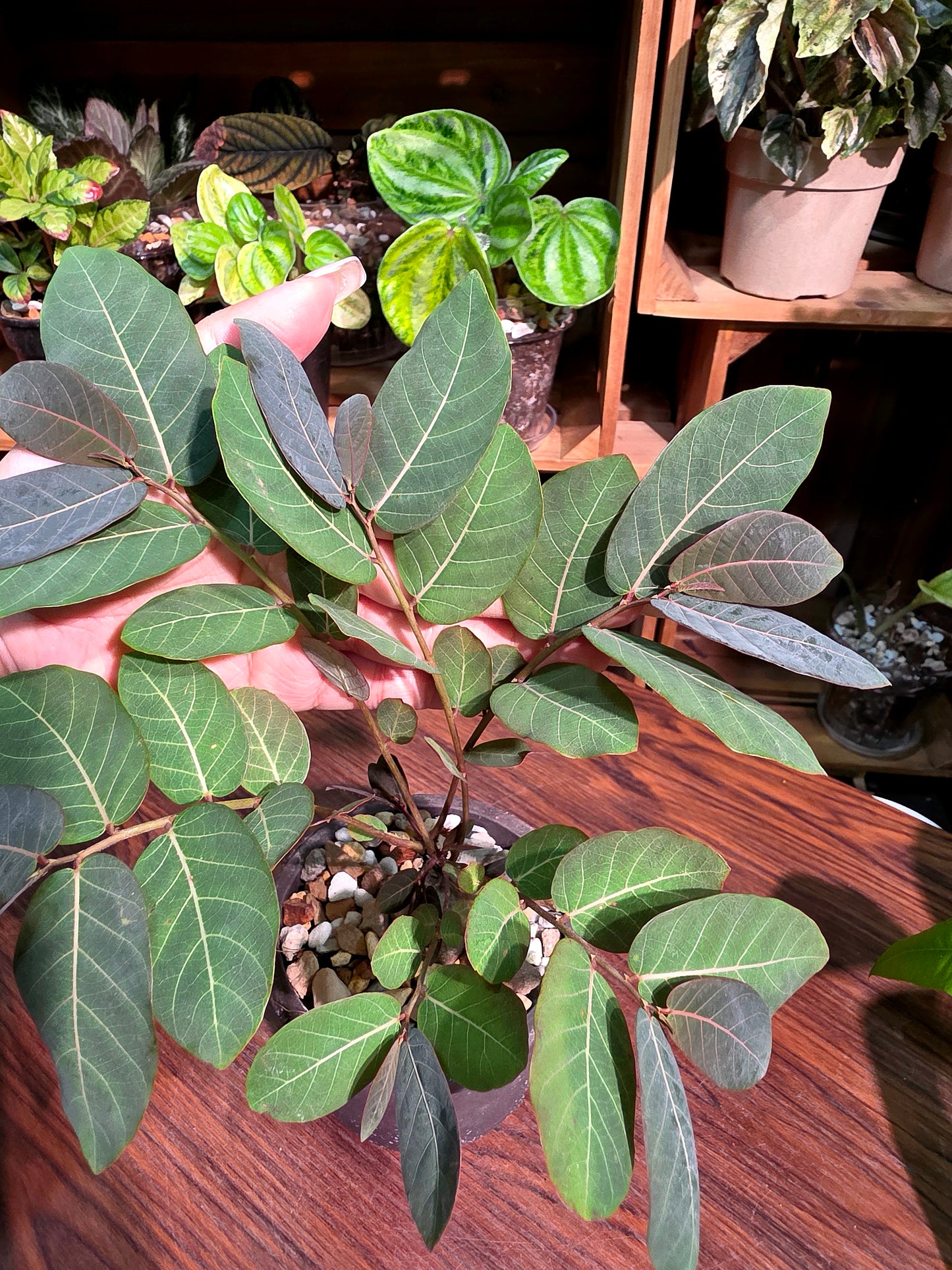 Phyllanthus mirabilis 奇異油柑
