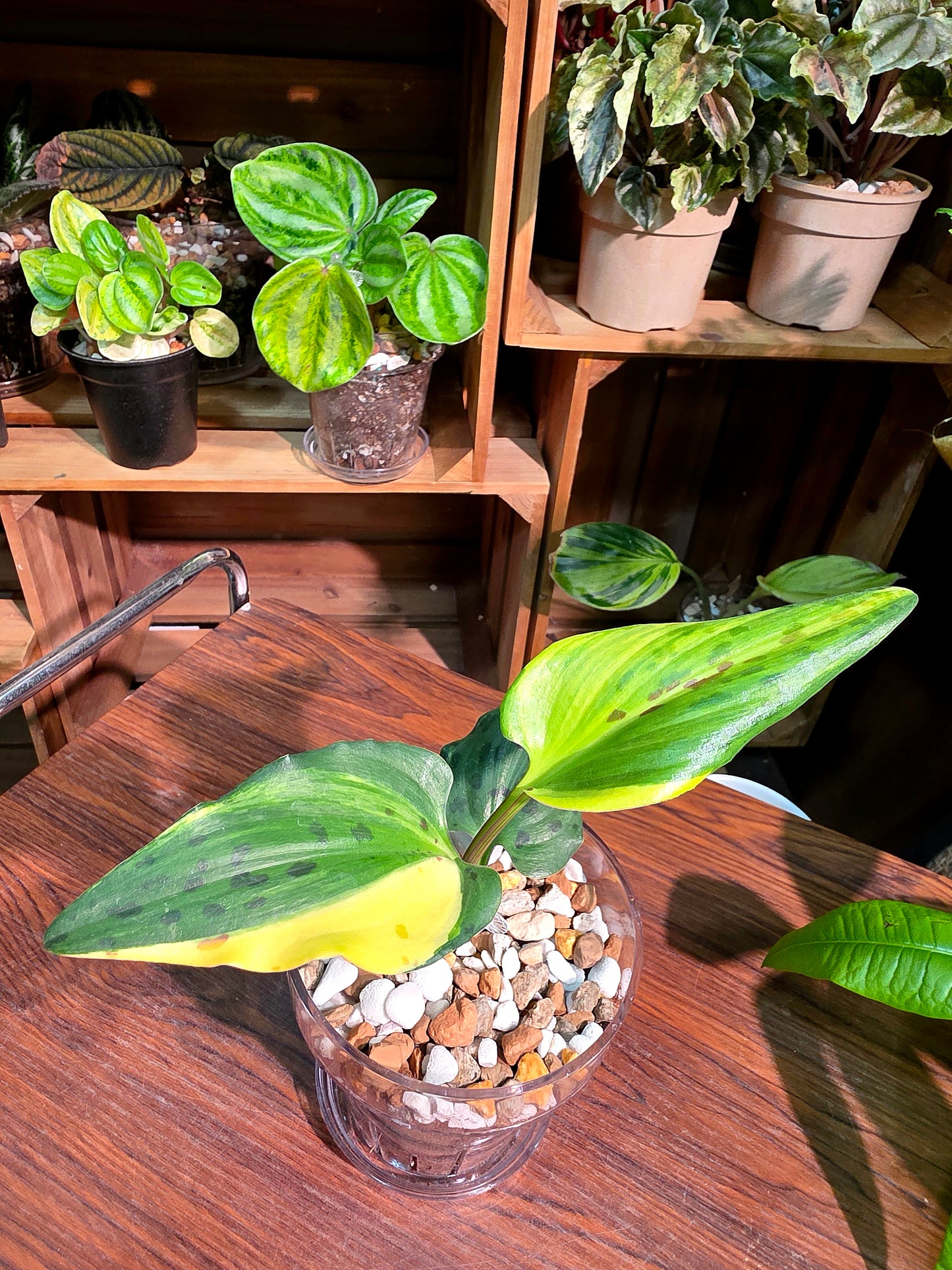 Drimiopsis kirkii variegated 油點百合
