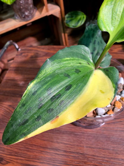 Drimiopsis kirkii variegated 油點百合