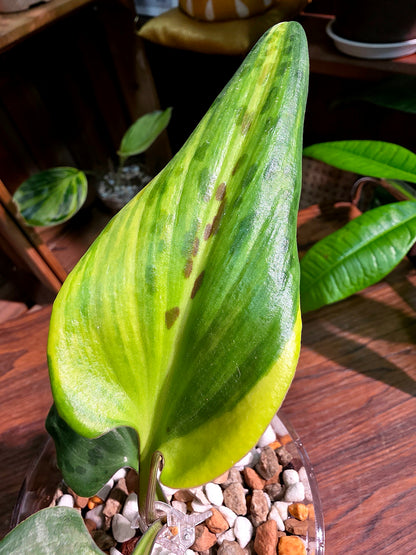 Drimiopsis kirkii variegated 油點百合