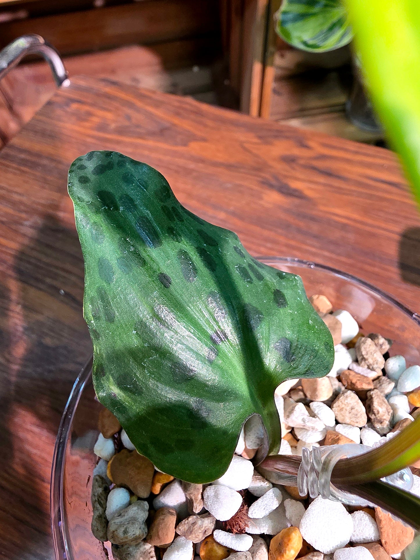 Drimiopsis kirkii variegated 油點百合