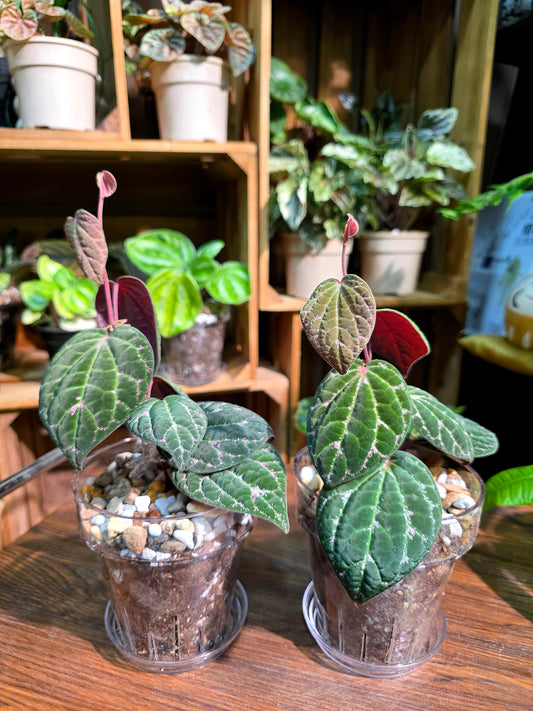 Piper porphyrophyllum 愛麗絲胡椒