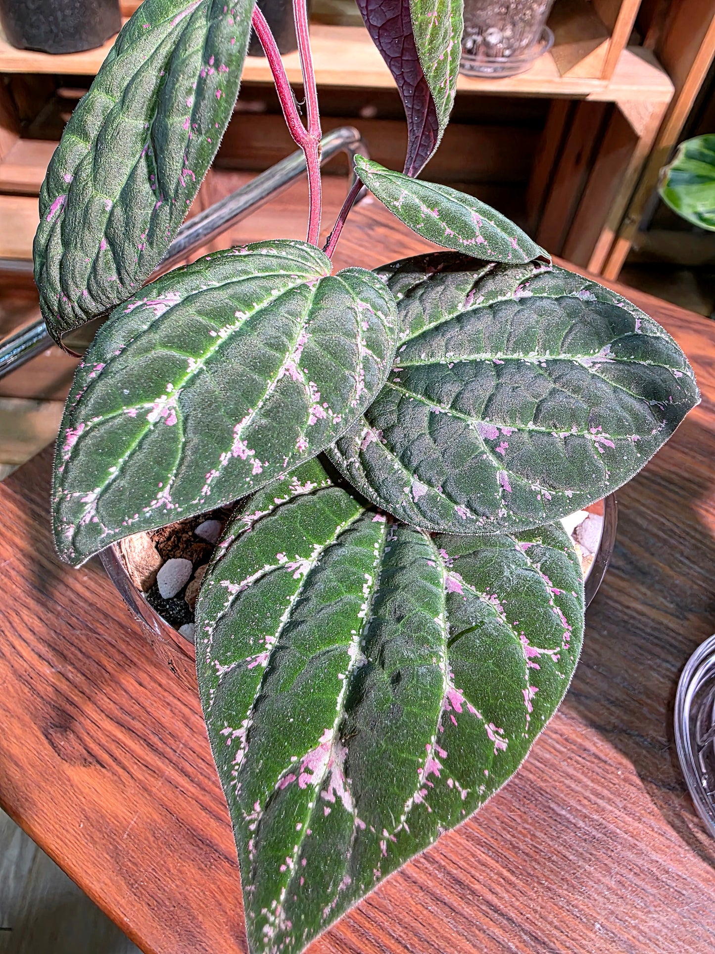 Piper porphyrophyllum 愛麗絲胡椒
