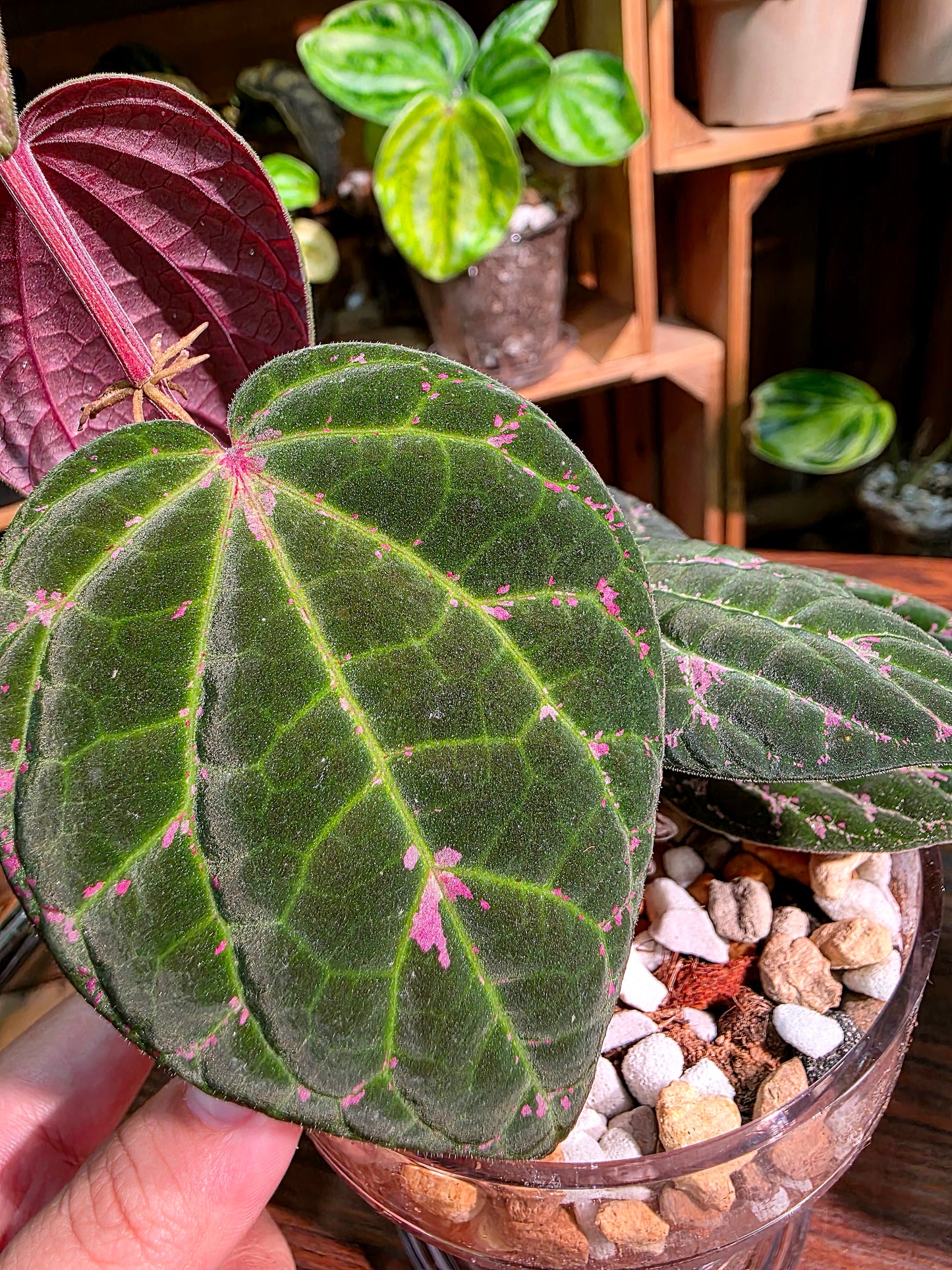 Piper porphyrophyllum 愛麗絲胡椒