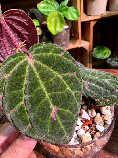 Piper porphyrophyllum 愛麗絲胡椒